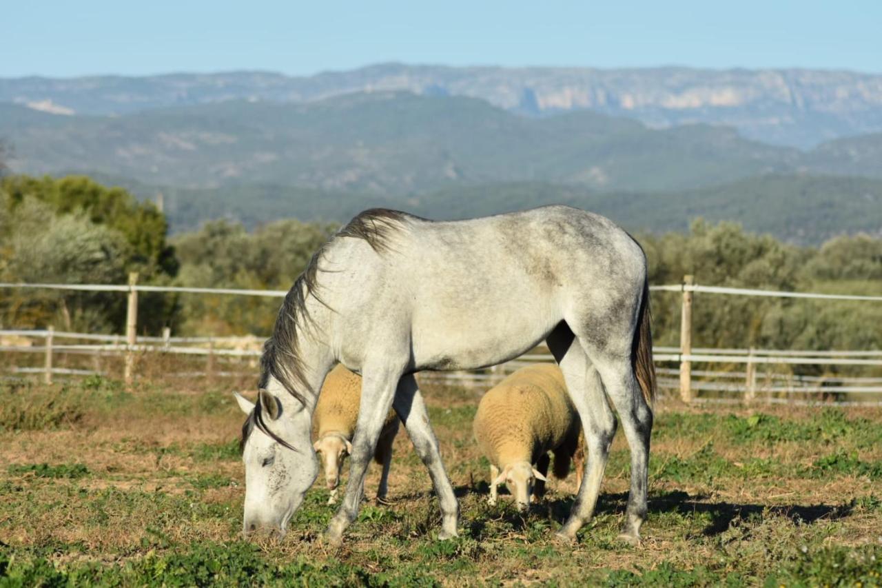 Apartamento Casa Con Vistas, Piscina Y Animales De Granja, La Caseta *